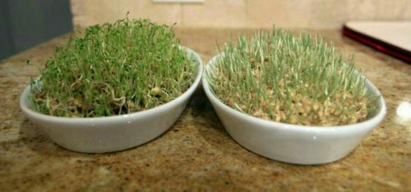 میزان خرید جاسبزه سرامیکی در عید نوروز